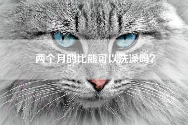 两个月的比熊可以洗澡吗？