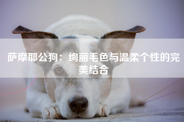 萨摩耶公狗：绚丽毛色与温柔个性的完美结合