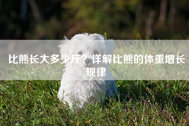 比熊长大多少斤？详解比熊的体重增长规律