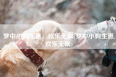 梦中小狗生崽，欢乐无限(梦中小狗生崽,欢乐无限)