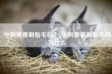 小狗需要剃胎毛吗？-小狗需要剃胎毛吗为什么