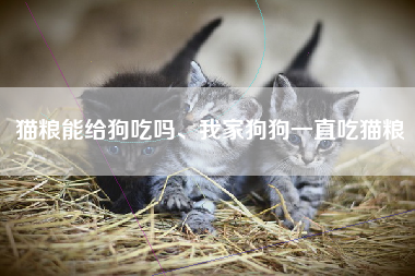猫粮能给狗吃吗、我家狗狗一直吃猫粮