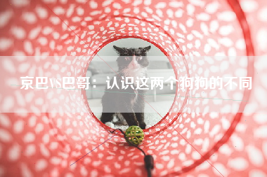 京巴VS巴哥：认识这两个狗狗的不同