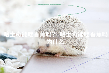 哈士奇能吃香蕉吗？-哈士奇能吃香蕉吗为什么