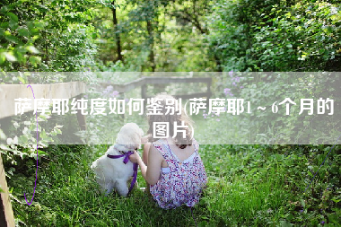 萨摩耶纯度如何鉴别(萨摩耶1～6个月的图片)