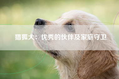 猎狐犬：优秀的伙伴及家庭守卫