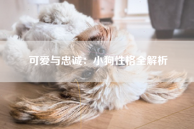 可爱与忠诚：小狗性格全解析