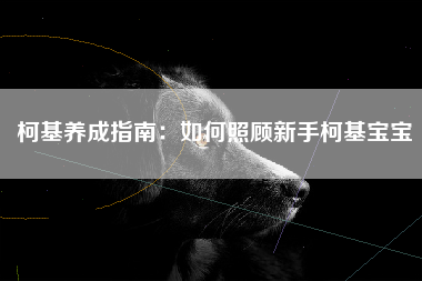 柯基养成指南：如何照顾新手柯基宝宝
