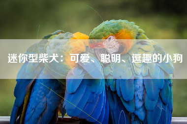 迷你型柴犬：可爱、聪明、逗趣的小狗