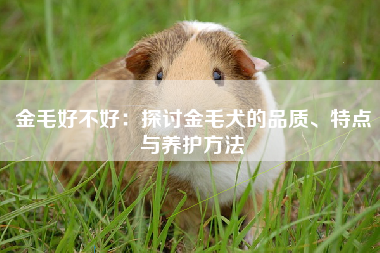 金毛好不好：探讨金毛犬的品质、特点与养护方法