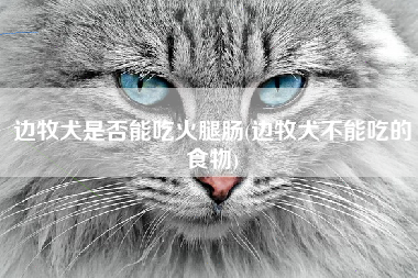 边牧犬是否能吃火腿肠(边牧犬不能吃的食物)