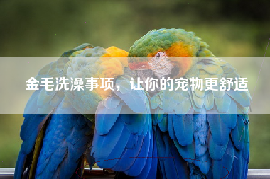 金毛洗澡事项，让你的宠物更舒适