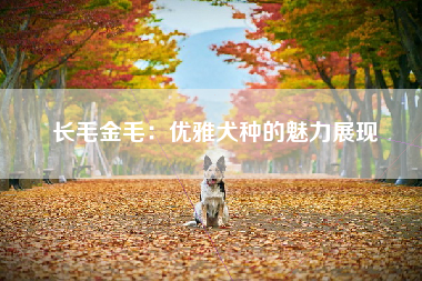 长毛金毛：优雅犬种的魅力展现