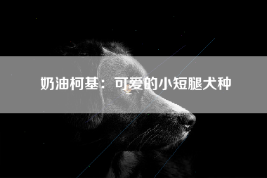 奶油柯基：可爱的小短腿犬种
