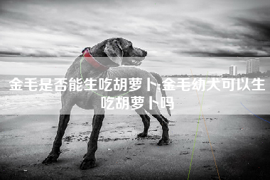金毛是否能生吃胡萝卜;金毛幼犬可以生吃胡萝卜吗