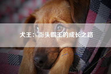 犬王：街头霸王的成长之路