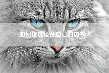 如何挑选适合自己的边牧犬