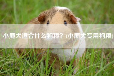 小鹿犬适合什么狗粮？(小鹿犬专用狗粮)