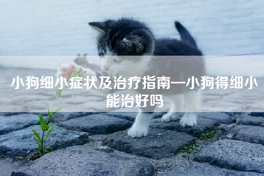 小狗细小症状及治疗指南—小狗得细小能治好吗