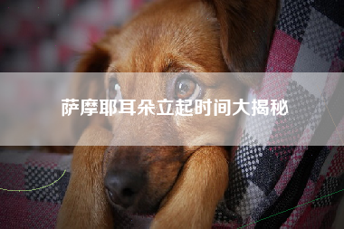 萨摩耶耳朵立起时间大揭秘