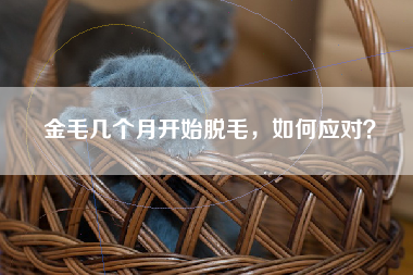 金毛几个月开始脱毛，如何应对？