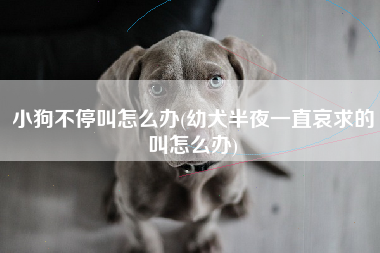 小狗不停叫怎么办(幼犬半夜一直哀求的叫怎么办)