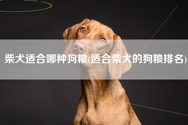 柴犬适合哪种狗粮(适合柴犬的狗粮排名)