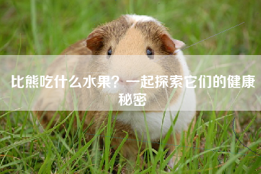 比熊吃什么水果？一起探索它们的健康秘密