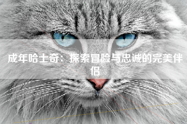 成年哈士奇：探索冒险与忠诚的完美伴侣