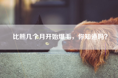 比熊几个月开始爆毛，你知道吗？