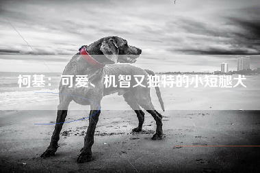 柯基：可爱、机智又独特的小短腿犬