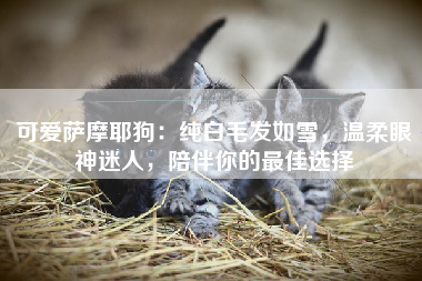 可爱萨摩耶狗：纯白毛发如雪，温柔眼神迷人，陪伴你的最佳选择