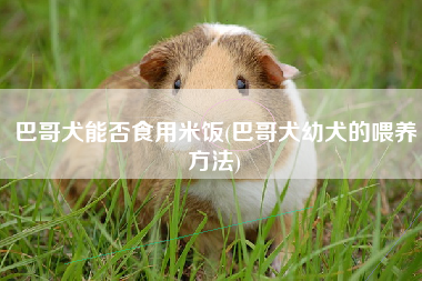 巴哥犬能否食用米饭(巴哥犬幼犬的喂养方法)