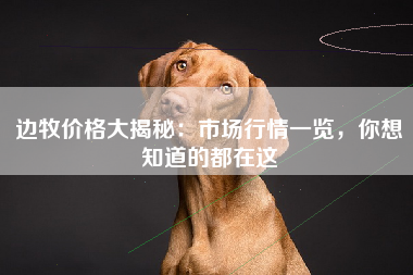 边牧价格大揭秘：市场行情一览，你想知道的都在这