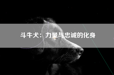 斗牛犬：力量与忠诚的化身