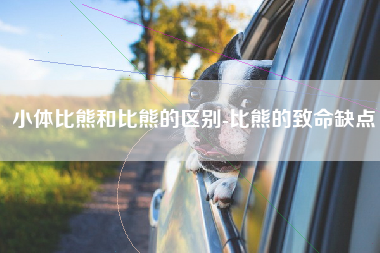 小体比熊和比熊的区别-比熊的致命缺点
