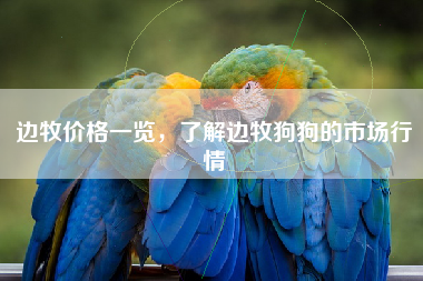 边牧价格一览，了解边牧狗狗的市场行情