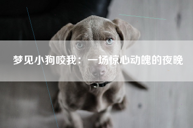梦见小狗咬我：一场惊心动魄的夜晚