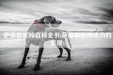 萨摩耶配种百科全书(萨摩耶配种成功的表现)