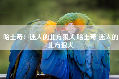 哈士奇：迷人的北方狼犬,哈士奇-迷人的北方狼犬
