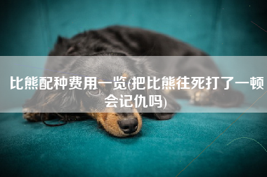 比熊配种费用一览(把比熊往死打了一顿会记仇吗)