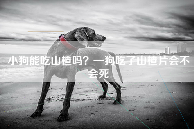 小狗能吃山楂吗？—狗吃了山楂片会不会死