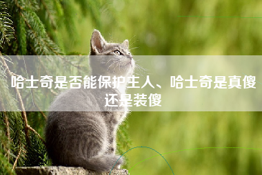 哈士奇是否能保护主人、哈士奇是真傻还是装傻