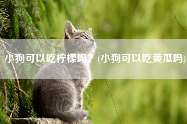 小狗可以吃柠檬吗？(小狗可以吃黄瓜吗)