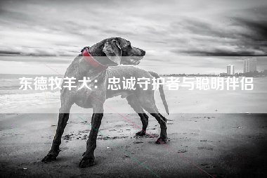 东德牧羊犬：忠诚守护者与聪明伴侣