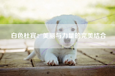 白色杜宾：美丽与力量的完美结合