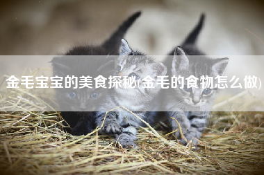 金毛宝宝的美食探秘(金毛的食物怎么做)