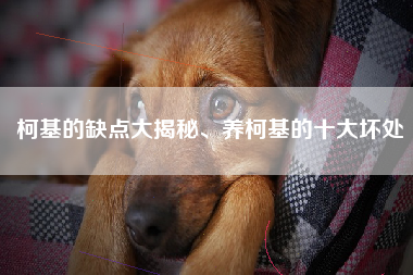 柯基的缺点大揭秘、养柯基的十大坏处