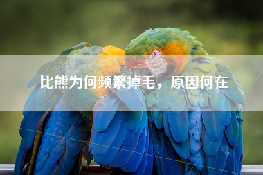 比熊为何频繁掉毛，原因何在