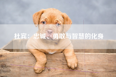 杜宾：忠诚、勇敢与智慧的化身